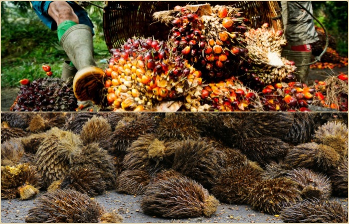palm fruit bunch.jpg